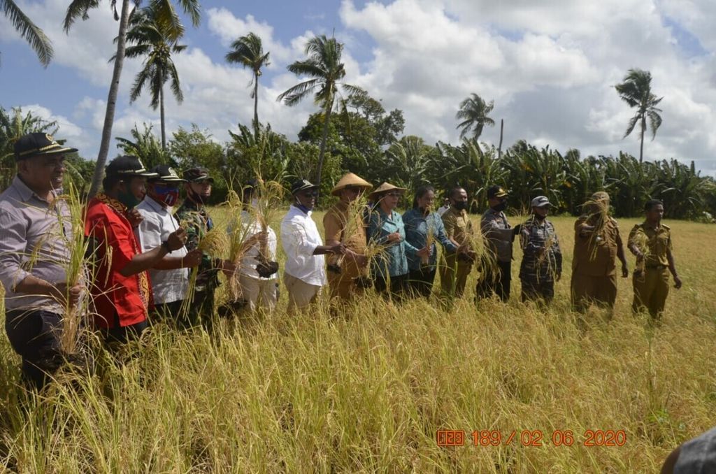 Panen padi di Desa Kandar, Kabupaten Kepulauan Tanimbar, pada Juni 2020.