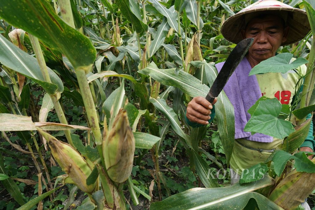 Danial Djani memangkas tanaman pengganggu yang tumbuh di kebun jagungnya di Desa Ombulo, Limboto Barat, Kabupaten Gorontalo, Provinsi Gorontalo, Kamis (1/12/2022). Selama 22 tahun, jagung telah menjadi komoditas unggulan provinsi tersebut.