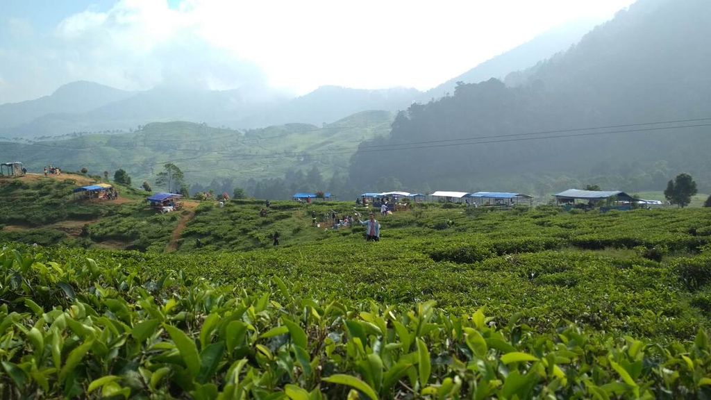 Tea plantation in Puncak Pass, West Java, Sunday (17/6/2018).