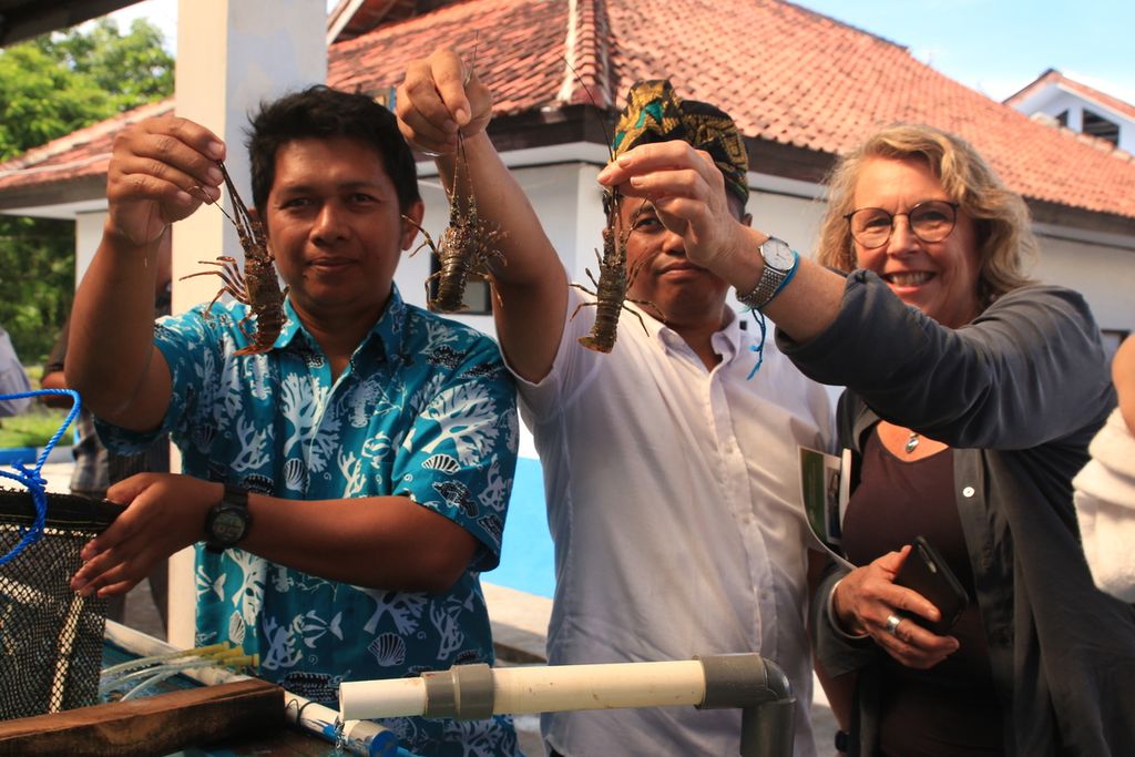 Anggota komisi Riset Pertanian Australia (ACIAR) dan tim dari Balai Perikanan Budidaya Laut Sekotong menunjukkan lobster di lokasi riset dan pengembangan teknologi pembesaran lobster laut di Balai Perikanan Budidaya Laut Kementerian Kelautan dan Perikanan di Sekotong, Lombok Barat, Nusa Tenggara Barat, Selasa (10/3/2020). ACIAR akan kembali bekerja sama dengan Pemerintah Indonesia dalam proyek penelitian lobster.