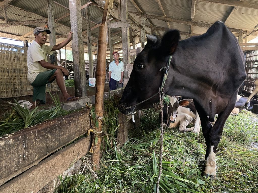 Para peternak menunggui sapi-sapinya yang terpapar penyakit mulut dan kuku (PMK) di sebuah kandang komunal di Desa Kalisidi, Kecamatan Ungaran Barat, Kabupaten Semarang, Jawa Tengah, Kamis (2/6/2022). Sebanyak 36 dari 40 sapi yang ada di kandang itu terpapar PMK. Pengobatan terus dilakukan agar sapi-sapi itu bisa kembali sehat.