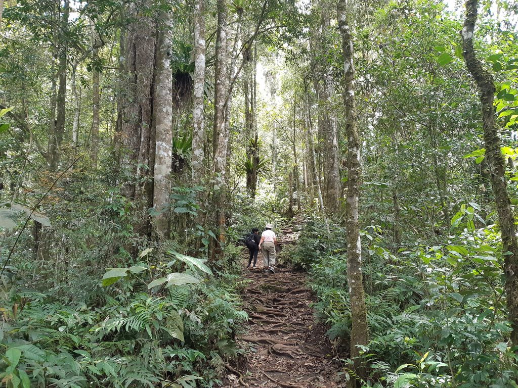 Kondisi hutan hujan tropis di jalur pendakian menuju puncak Gunung Tujuh. Gunung itu merupakan bagian dari Taman Nasional Kerinci Seblat, Selasa (22/3/2022).