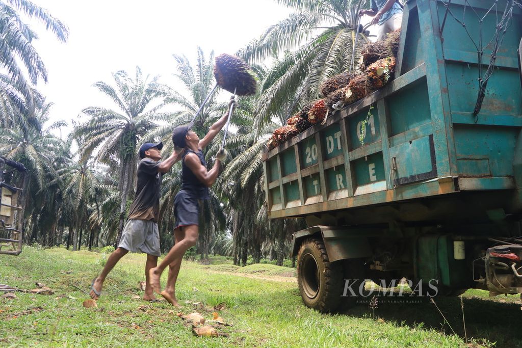 Buruh perkebunan sawit memuat tandan buah segar ke atas truk satu perkebunan swasta di Kabupaten Langkat, Sumatera Utara, Rabu (26/7/2023). 