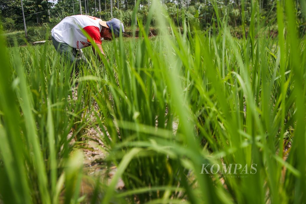 Caung (55) membersihkan gulma di sekitar rumpun padi yang berumur 30 hari di sawah garapannya di kawasan Cisauk, Tangerang, Banten, Rabu (21/7/2021). Caung mengeluhkan susahnya mencari pupuk urea bersubsidi pada awal musim tanam seperti saat ini. 