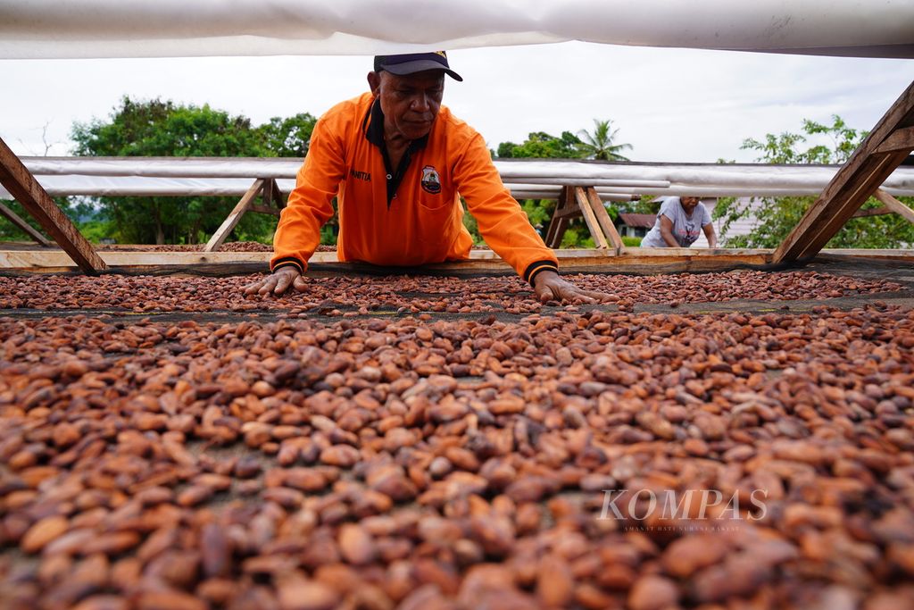 Pekerja menjemur biji kakao yang difermentasi di pelataran kantor Koperasi Ebier Suth, di Ransiki, Kabupaten Manokwari Selatan, Papua Barat, (20/4/2021). Kakao Ransiki yag diolah Koperasi Ebier Suth dipasok ke sejumlah produsen cokelat dalam negeri dan mancanegara. 