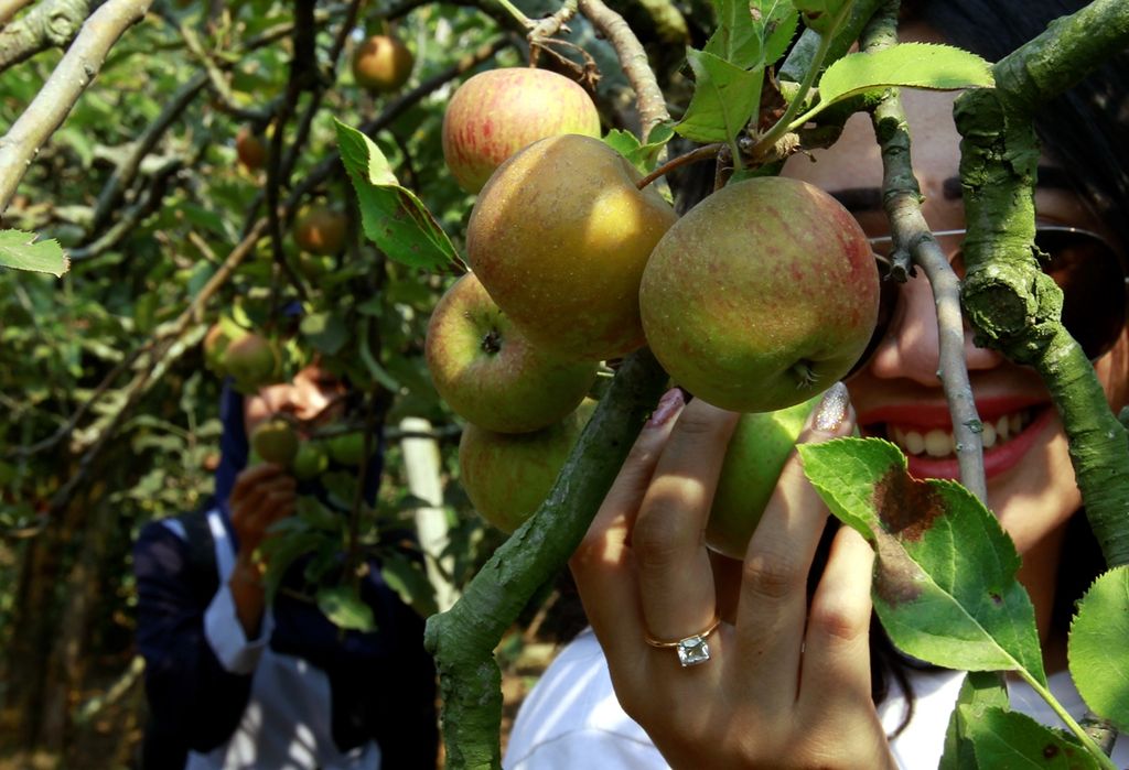 Pengunjung sedang memetik langsung buah apel dari pohonnya. Wisata petik apel banyak di temui di Kota Batu, Jawa Timur, Rabu (25/9/2019). 