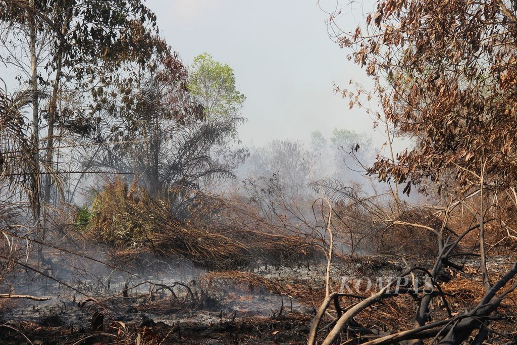 Salah satu lokasi lahan gambut yang terbakar di Desa Limbung, Kecamatang Sungai Raya, Kabupaten Kubu Raya, Kalimantan Barat, Minggu (24/9/2023).