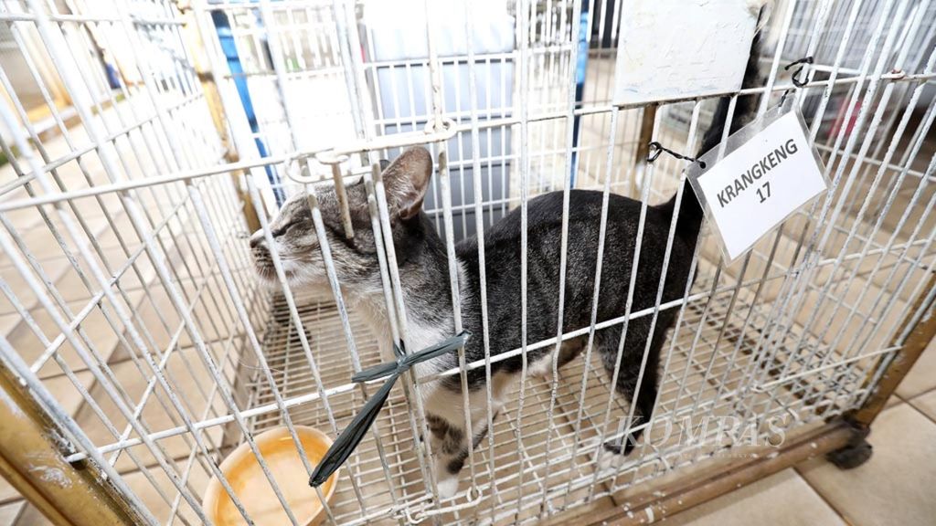 Seekor kucing  dititipkan di Pondok Pengayom Satwa Ragunan, Jakarta, karena sang empunya mudik ke kampung halaman, Selasa (12/6/2018). 