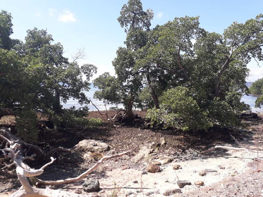 Mangrove di Pantai Atapupu, Belu, Minggu (12/7/2022). Kawasan sepanjang pantai Motaain, Belu, sampai Wini, Timor Tengah Utara, menjadi penahan abrasi pantai dan tempat hidup sejumlah biota laut serta tempat rekreasi.