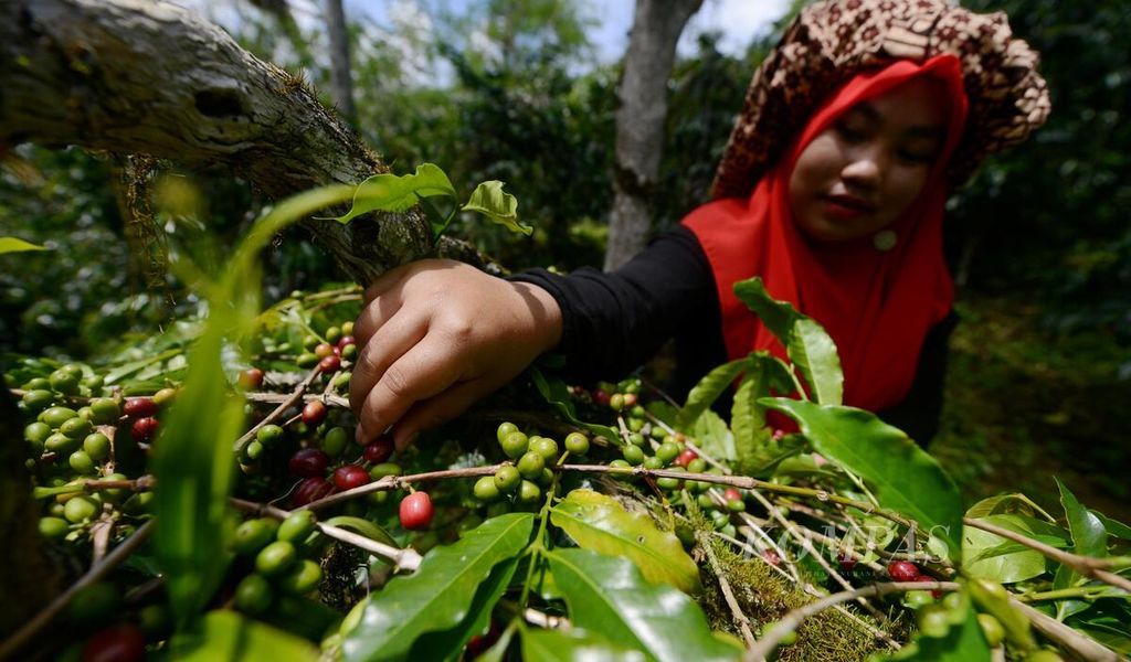  Kaum perempuan dengan pakaian khas masyarakat Gayo turut memetik buah kopi pada Festival Panen Kopi Gayo 2023 di Desa Paya Tumpi Baru, Kecamatan Kebayakan, Kabupaten Aceh Tengah, Aceh, Sabtu (25/11/2023). Festival yang digelar untuk keenam kalinya ini menjadi sarana memuliakan kopi melalui kebudayaan. 