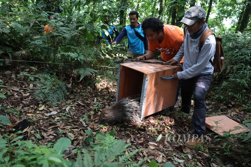 Petugas melepasliarkan hewan landak jawa (<i>Hystrix javanica</i>) di kawasan Tlogo Nirmolo, Taman Nasional Gunung Merapi, Sleman, DI Yogyakarta, Selasa (23/8/2022).