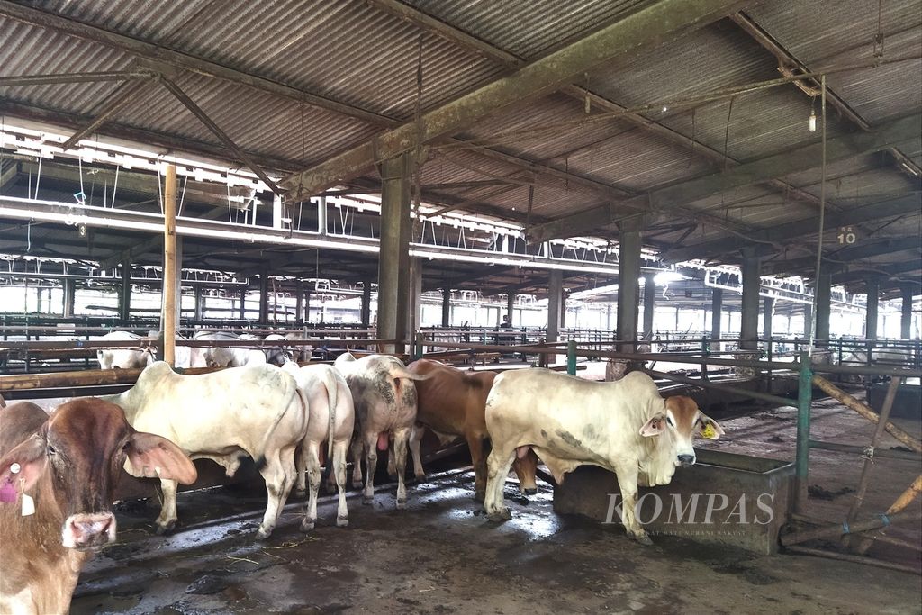 Suasana blok kandang sapi Perumda Dharma Jaya, Jakarta Timur, 13 Juni 2022. Sejak merebaknya penyakit mulut dan kuku (PMK), Perumda memastikan kondisi hewan ternak yang masuk harus dalam kondisi sehat sebelum dilepas ke pasar. 