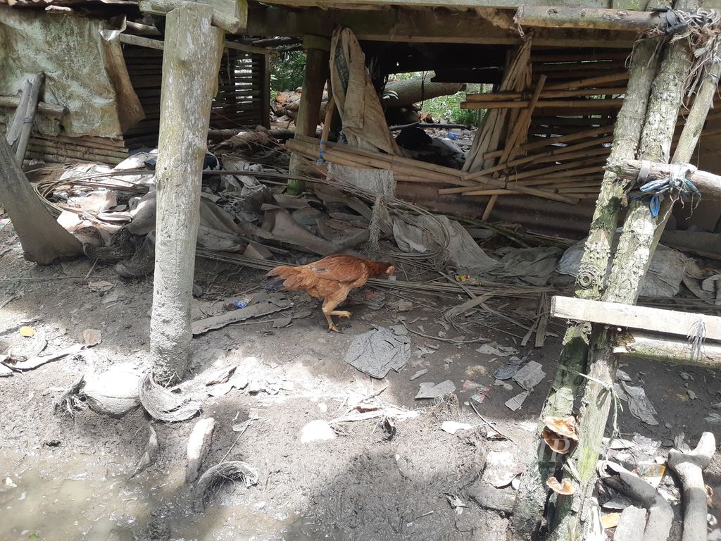 Seekor ayam mencari makan di bawah pondokan tempat Mak Unah dan adinya, Wardi, pernah tinggal, Senin (14/2/2022). Mereka tinggal di rumah ini karena tidak bisa tinggal di kawasan perkotaan dan bantuan dari pemerintah daerah pun jarang datang.