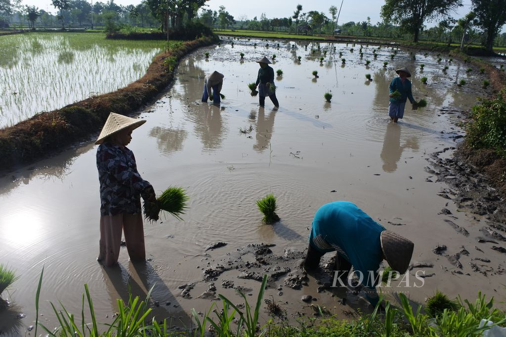 Warga yang mendapat upah harian menanam padi di sawah di Desa Batujai, Kecamatan Praya Barat, Kabupaten Lombok Tengah, Nusa Tenggara Barat, Kamis (25/1/2024). 