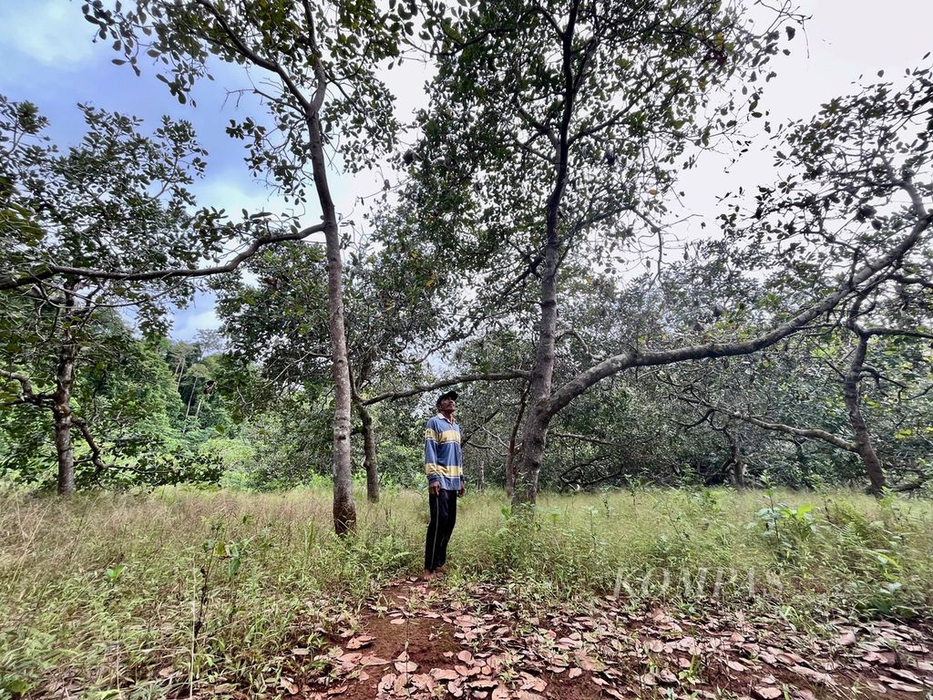 Warga mengamati tanaman metenya  di Desa Sukarela Jaya, Wawonii Tenggara, Konawe Kepulauan, Sulawesi Tenggara, Kamis (1/6/2023).  