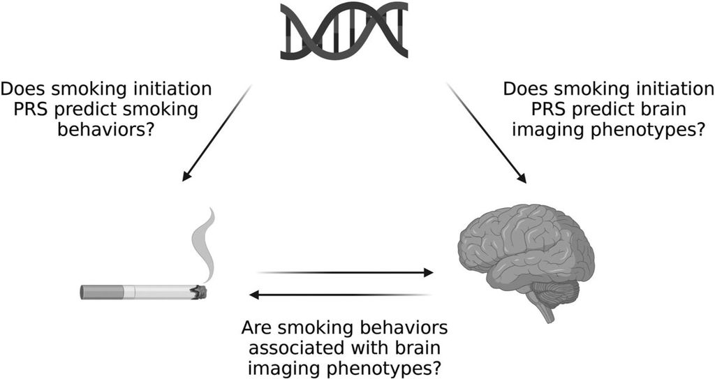 Dalam kajian ini, para peneliti memeriksa: 1) kemampuan prediktif skor risiko poligenik inisiasi merokok (PRS) untuk merokok berdasarkan riwayat merokok setiap hari; 2) hubungan antara PRS inisiasi merokok dengan inisiasi merokok dan pengukuran otak; dan 3) hubungan antara perilaku merokok dan ukuran otak. Sumber: <i>Biological Psychiatry Global Open Science</i> (2023).