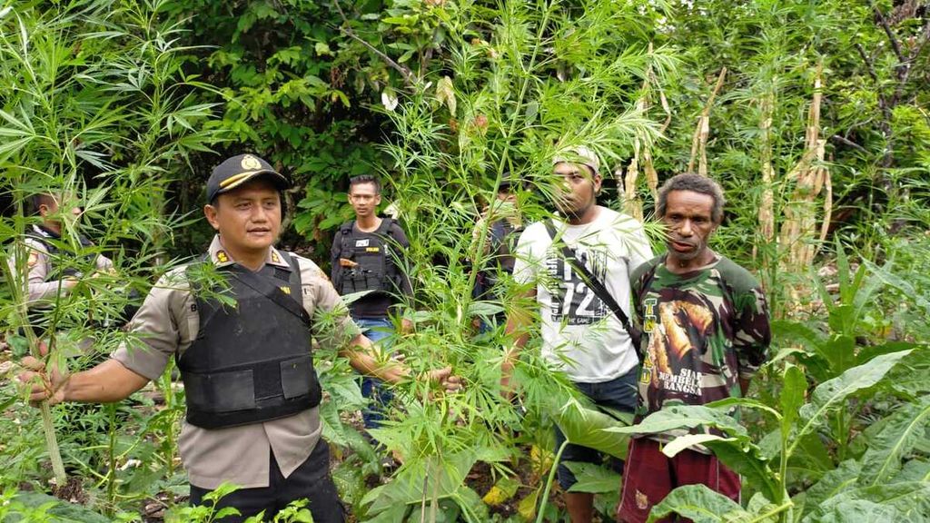 Penggerebekan ladang ganja seluas 1 hektar di Kampung Kali Mo, Distrik Waris, Kabupaten Keerom, Papua, Sabtu (1/2/2020).