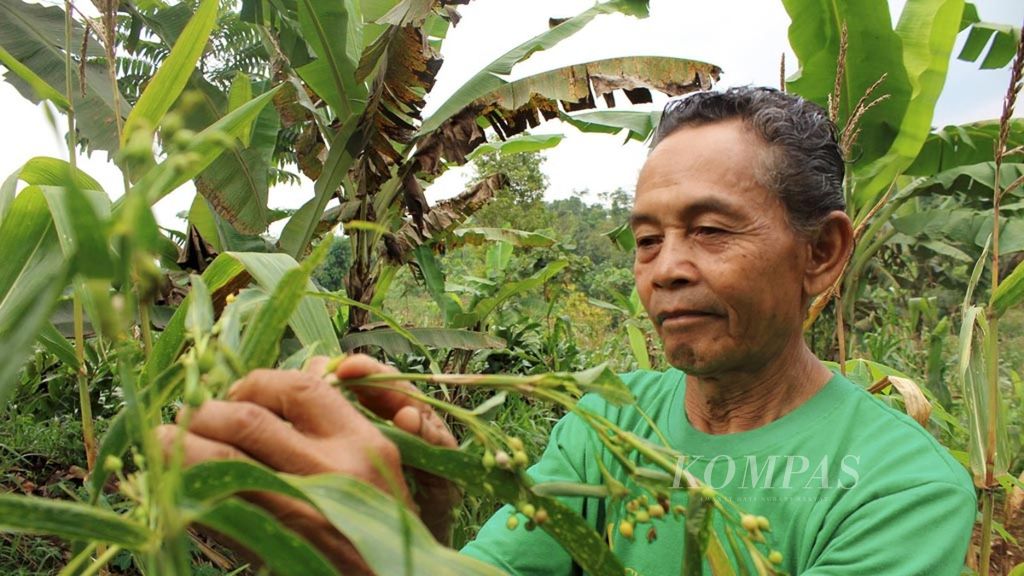 Sutarya (71) mengecek kondisi tanaman hanjeli (jali) di kebunnya di Desa Sukajadi, Kecamatan Wado, Kabupaten Sumedang, Jawa Barat, Minggu (25/2). Hanjeli merupakan salah satu pangan lokal di Jabar yang mulai diberdayakan kembali.