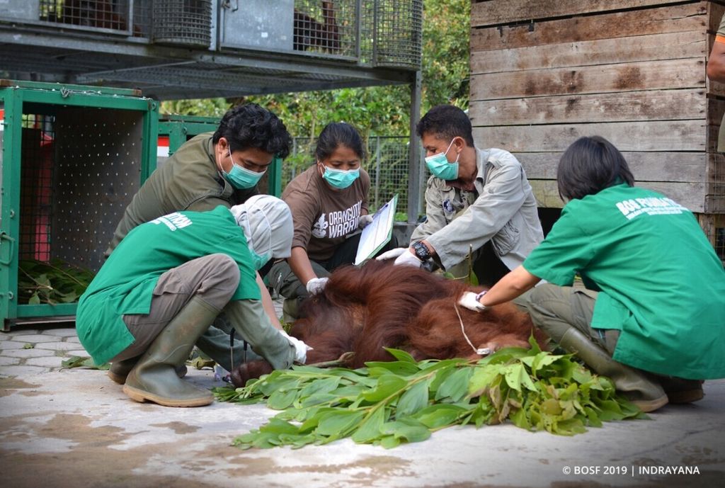 Tim dokter dari Yayasan BOS memeriksa salah satu orangutan yang akan dilepasliarakan, Selasa (3/9/2019), di TNBBR, Kabupaten Katingan, Kalteng.
