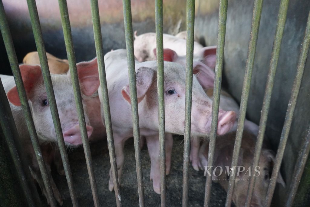Babi ternak milik Jantje Sumelang (65) di Desa Tumaluntung, Minahasa Utara, Sulawesi Utara, Senin (4/7/2022). Kotoran babi itu dikonversi menjadi bahan bakar untuk memasak pengganti elpiji.