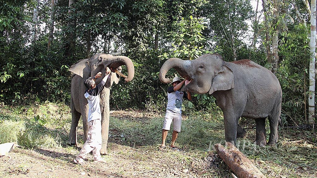Gajah patroli peliharaan Yayasan Tesso Nilo yang bernama Jumbo (kiri) dan Novi (kanan) sedang diberi makan oleh mahout (pawang). Patroli gajah diperlukan untuk mendukung pelestarian kawasan Taman Nasional Tesso Nilo yang berfungsi sebagai hutan konservasi gajah sumatera.