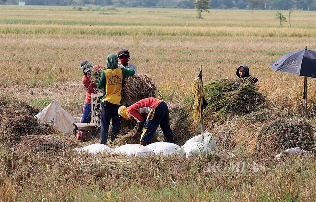 Petani padi  di Desa Pajarakan, Kecamatan Pajarakan, Kabupaten Probolinggo, Jawa Timur, Selasa (1/8),  merontokkan padi setelah dipanen. Petani berharap harga gabah di tingkat petani membaik.