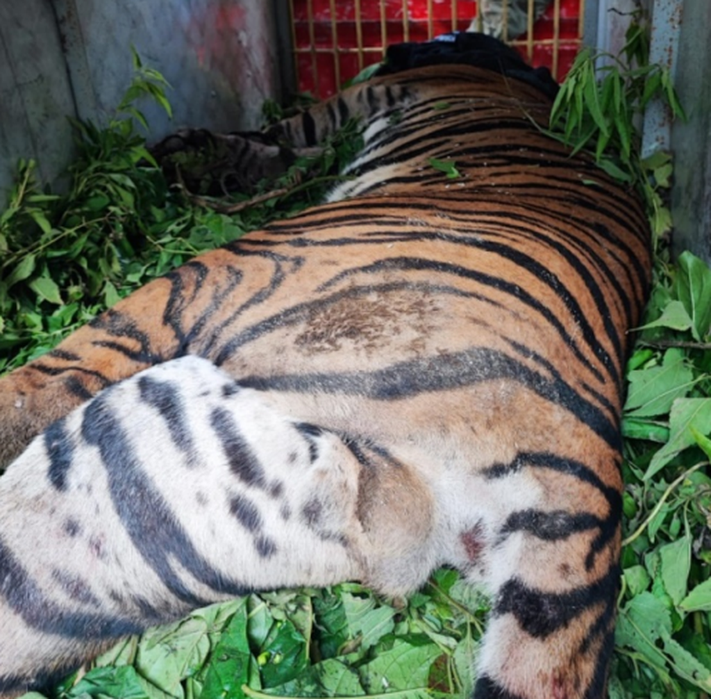 Tim Balai Besar Konservasi Sumber Daya Alam Sumatera Utara berhasil mengevakuasi seekor harimau sumatera yang terkena jerat kawat di Kecamatan Dolok Panribuan, Kabupaten Simalungun, Senin (24/10/2023).
