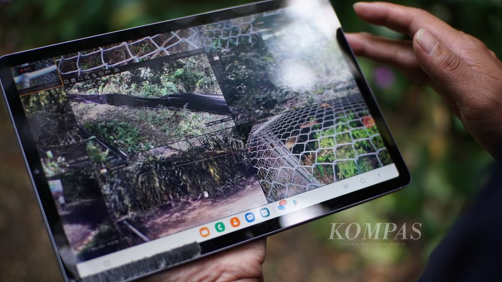 Seorang petugas tengah memantau pelepasliaran macan tutul jawa bernama Wahyu dari tablet yang terhubung dengan kamera pemantau. Wahyu merupakan macan tutul yang dievakuasi pada 2017 dan dilepasliarkan di kawasan Taman Nasional Gunung Halimun Salak, Sukabumi, Jawa Barat, Selasa (23/5/2023).
