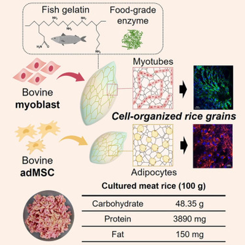 Ilustrasi rekayasa beras hibrida daging sapi dan kandungan gizinya. Sumber: Sohyeon Park dkk dalam jurnal <i>Matter</i> (2024)