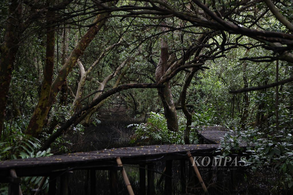 Rimbun pepohonan di Taman Wisata Alam Mangrove Angke Kapuk, Jakarta, Sabtu (17/2/2024). 