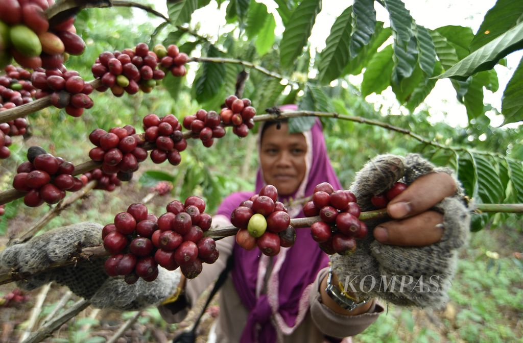 Petani memetik buah merah dari pohon kopi robusta di dekat Bandara Atung Bungsu, Dempo Selatan, Kota Pagaralam, Sumsel, Jumat (5/7/2024).