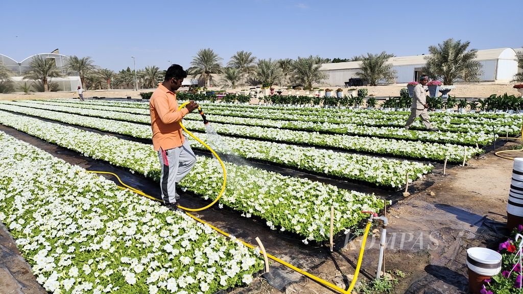 Seorang pekerja tengah menyiram hamparan barisan bunga di Al Sulaiteen Agricultural & Industrial Complex di Al Sulaiteen Agricultural & Industrial Complex, Sabtu (3/12/2022). Bunga itu didstribusikan untuk kebutuhan taman dan agenda istimewa di Qatar.