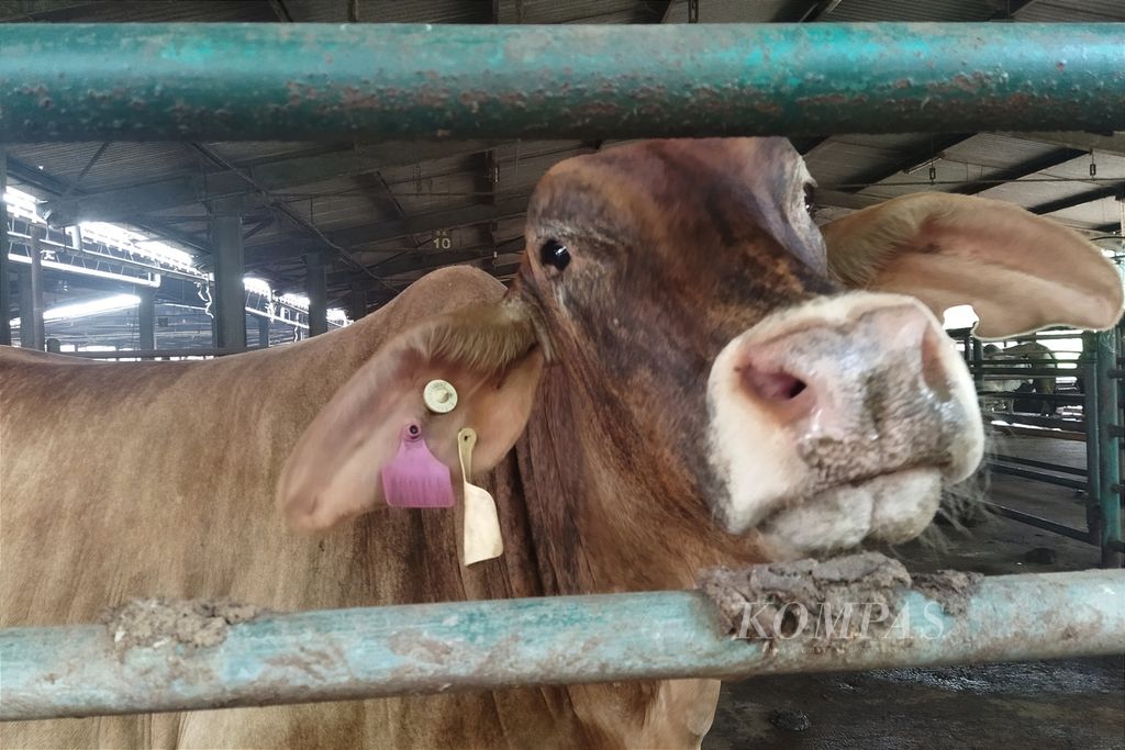 Ternak sapi yang ada di  kandang milik Perumda Dharma Jaya, di Jakarta Timur, Senin (13/6/2022).