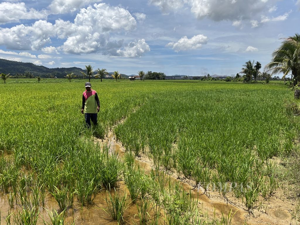 Karmin (54) berjalan menuju sawah miliknya, di Desa Paku Jaya, Bondoala, Konawe, Sulawesi Tenggara, Kamis (30/3/2023). Sawah di wilayah ini terus berkurang seiring masifnya industri pengolahan nikel tersebut. Hal serupa juga terjadi di wilayah lain di Sultra akibat pembukaan pertambangan skala besar.
