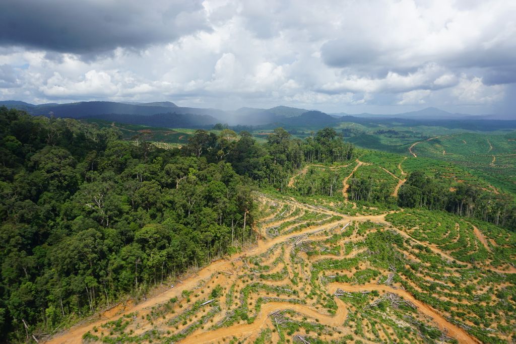 Hutan adat Kinipan, Kabupaten Lamandau,Kalimantan Tengah, Rabu (9/9/2020). Kawasan yang luasnya 16.000 hektar itu kini sedang bermasalah karena sekitar 2.600 hektar masuk dalam konsesi perkebunan sawit.
