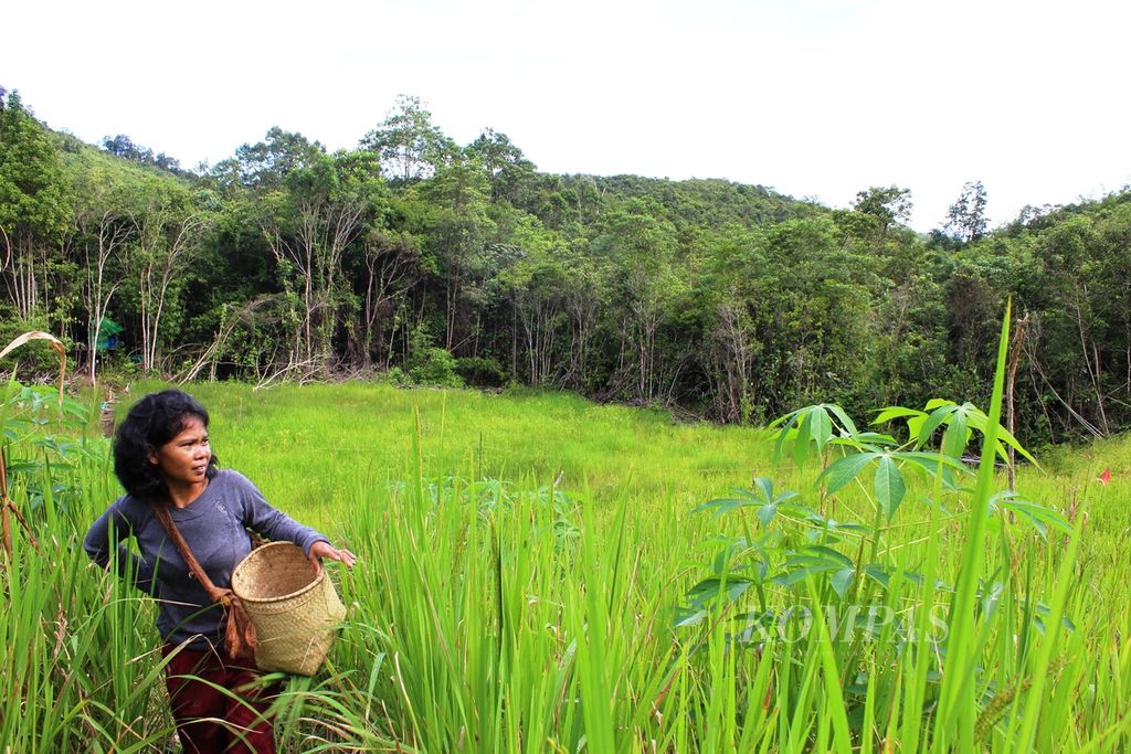 Galuh, perempuan Dayak Tomun di Desa Kinipan, Kabupaten Lamandau, Kalimantan Tengah, bersiap untuk ke ladang pada Senin (17/1/2022). Ladang masyarakat Kinipan berada di hutan-hutan yang mereka jaga ratusan tahun lamanya.