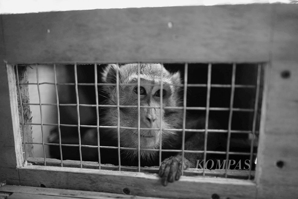 Monyet ekor panjang yang siap dilepasliarkan ditempatkan di kandang transportasi di Balai Kesehatan Hewan dan Ikan, Jakarta Selatan, Rabu (24/9/2014).