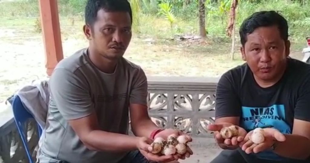 Pendiri Rumah Penyu Nias, Yafaowoloo Gea (kanan), menunjukkan telur penyu yang diselamatkan dari pantai yang terpapar tumpahan aspal dari Kapal MT AASHI di Kabupaten Nias Utara, Sumatera Utara, Jumat (10/3/2023). 