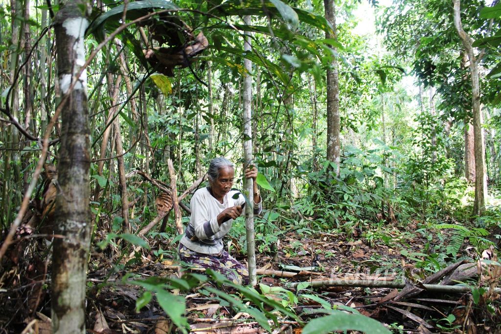 Moline Nambi (85) mencari kulit kayu untuk membuat baju khas Dayak dan tali di tengah hutan Desa Kinipan, Kabupaten Lamandau, Kalimantan Tengah, Selasa (18/1/2022). Hutan bukan hanya sebagai sumber hidup, Orang Dayak juga menjaga hutan demi penghormatan terhadap Tuhan.