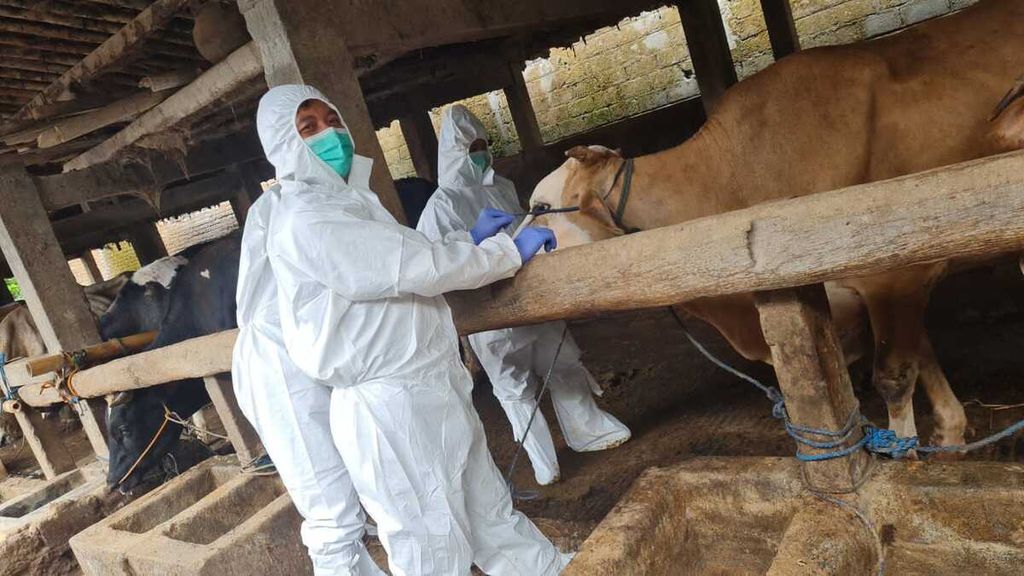 Petugas dari Dinas Peternakan dan Perikanan Boyolali memeriksa sapi yang mengalami gejala penyakit mulut dan kuku, di Kecamatan Mojosongo, Kabupaten Boyolali, Jawa Tengah, Minggu (8/5/2022).