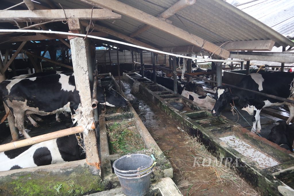 Suasana kandang sapi perah di Kelurahan Cipari, Kecamatan Cigugur, Kabupaten Kuningan, Jawa Barat, Rabu (15/6/2022). Hingga Selasa (14/6/2022), sebanyak 1.667 sapi di Kuningan terpapar PMK. Sebanyak 47 sapi di antaranya mati akibat PMK.