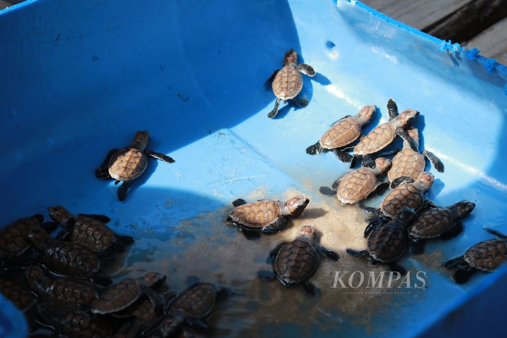 Kumpulan anak penyu sisik berusia 1-2 hari yang baru menetas di Pantai Teluk Sadang, Kabupaten Anambas, Kepulauan Riau, Jumat (26/7/2024). Mereka dirawat kelompok konservasi Penyu Jemaja Lestari sebelum dilepaskan menuju laut lepas tak lama setelah menetas. 