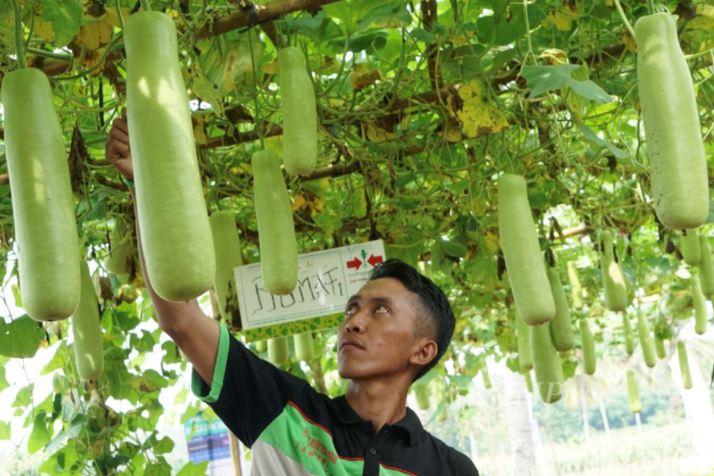 Wahyudi (29), salah satu petani muda di Desa Srikaton, Kecamatan Adiluwih, Kabupaten Pringsewu, Lampung, sedang mengecek buah labu air di kebunnya, Selasa (9/1). Dengan pembinaan dan penerapan teknologi pertanian, anak muda di Lampung mulai tertarik menjadi petani di desanya.
