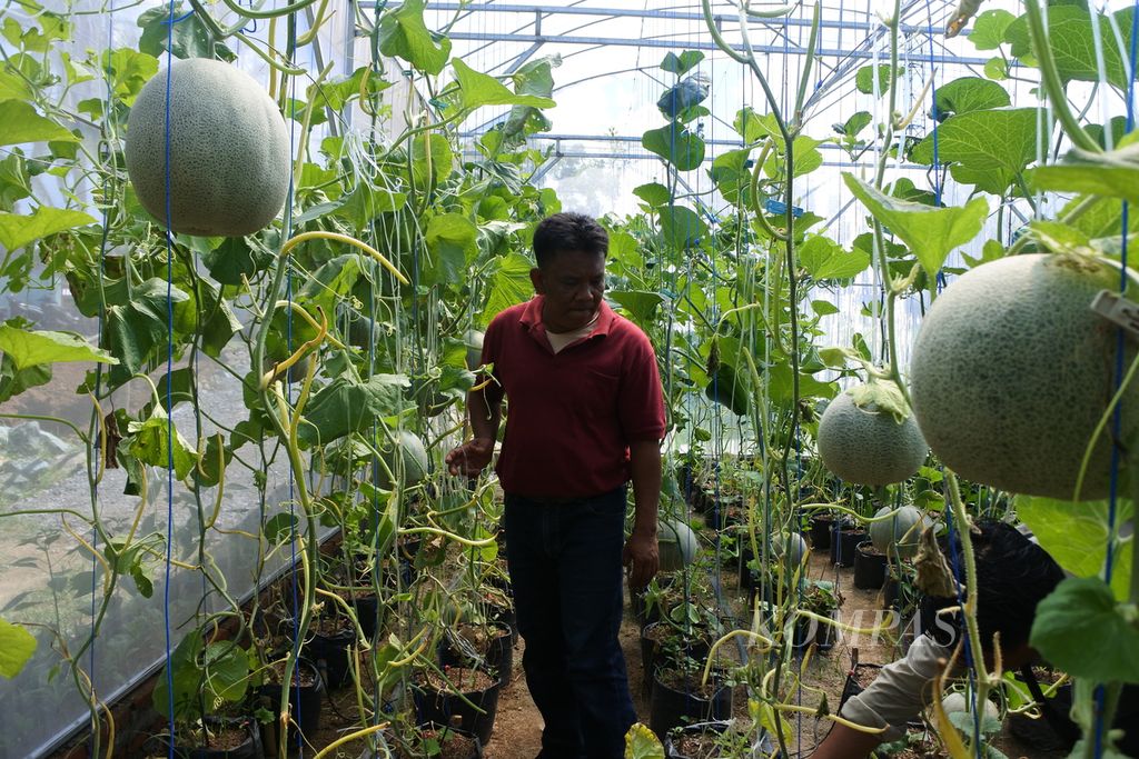 Pemilik UD Sasak Tani, Zul Adha, memeriksa kondisi buah melon yang mereka kembangkan secara organik di Kuripan, Lombok Barat, Nusa Tenggara Barat, Rabu (31/1/2024). 