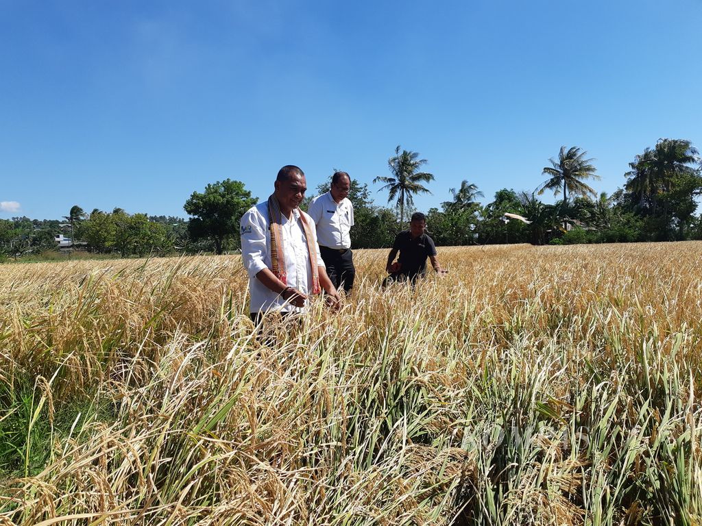 Acting Head of the East Nusa Tenggara (NTT) Agriculture and Food Security Agency, Joaz Umbu Wanda (left), inspects the condition of rice plants at the seed hall in Noelbaki Village, Kupang Regency, NTT, on Wednesday (May 8, 2024).