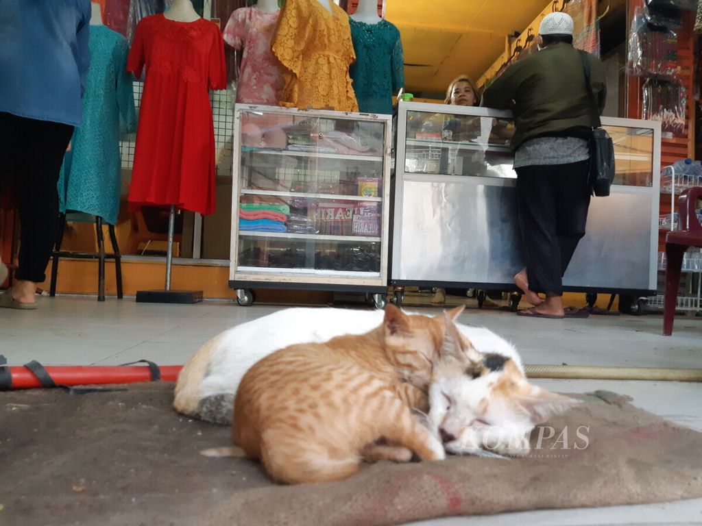 Kucing-kucing hidup secara liar di Pasar Pringgan, Medan, Sumatera Utara, akhir Januari 2021.  