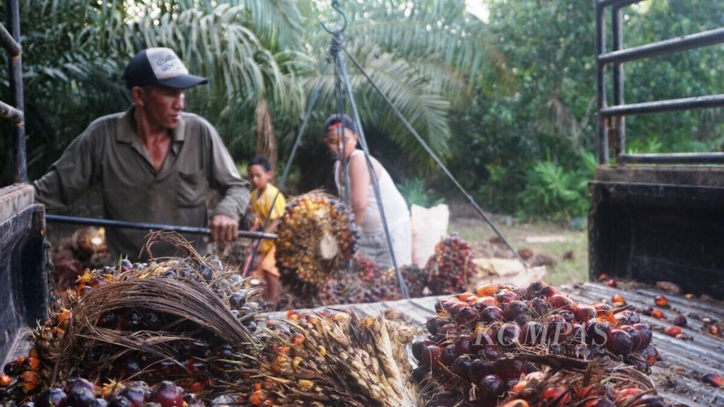 Oil palm farmers in Lake Sembuluh, Seruyan Regency are harvesting their palm products in August 2018. 