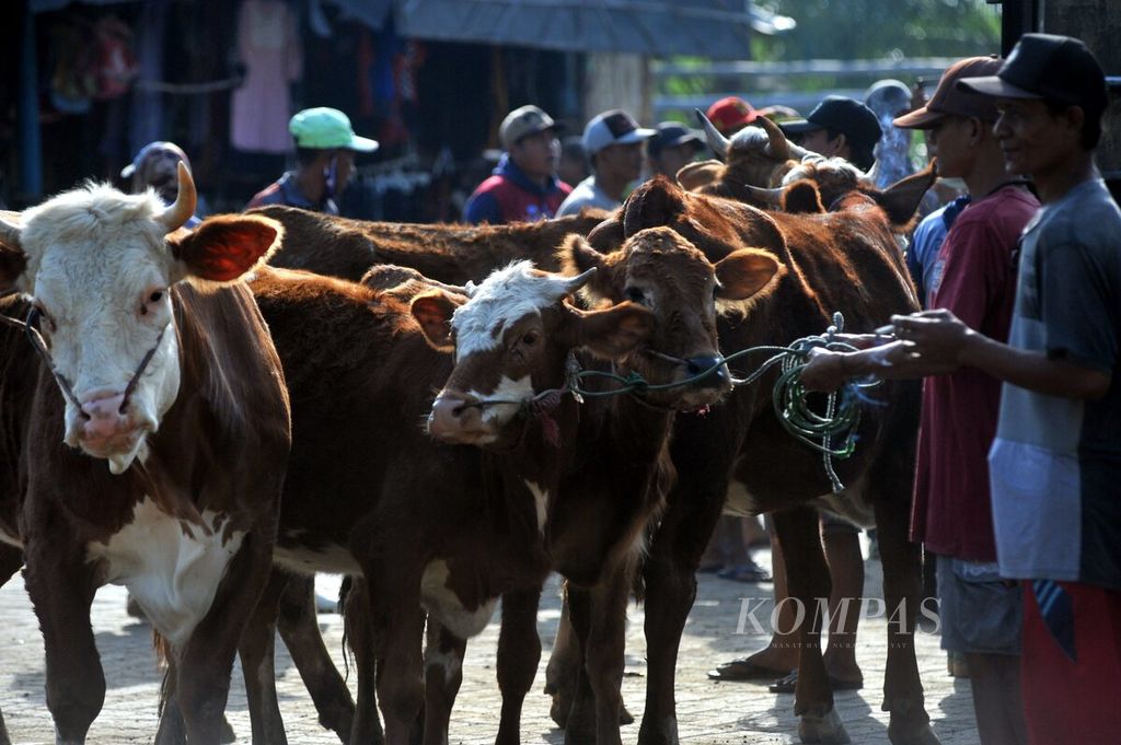 Pagi hari di Pasar Hewan Asembagus, Situbondo, Jatim, Kamis (1/6/2023). Jelang Idul Adha, harga sapi mengalami kenaikan hingga 5 persen. Pasar Hewan Asembagus hanya berlangsung setiap Kamis.