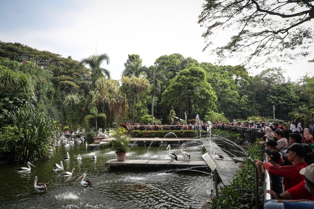 Pengunjung melihat burung pelikan di Kebun Binatang Ragunan, Jakarta, Senin (24/4/2023). 