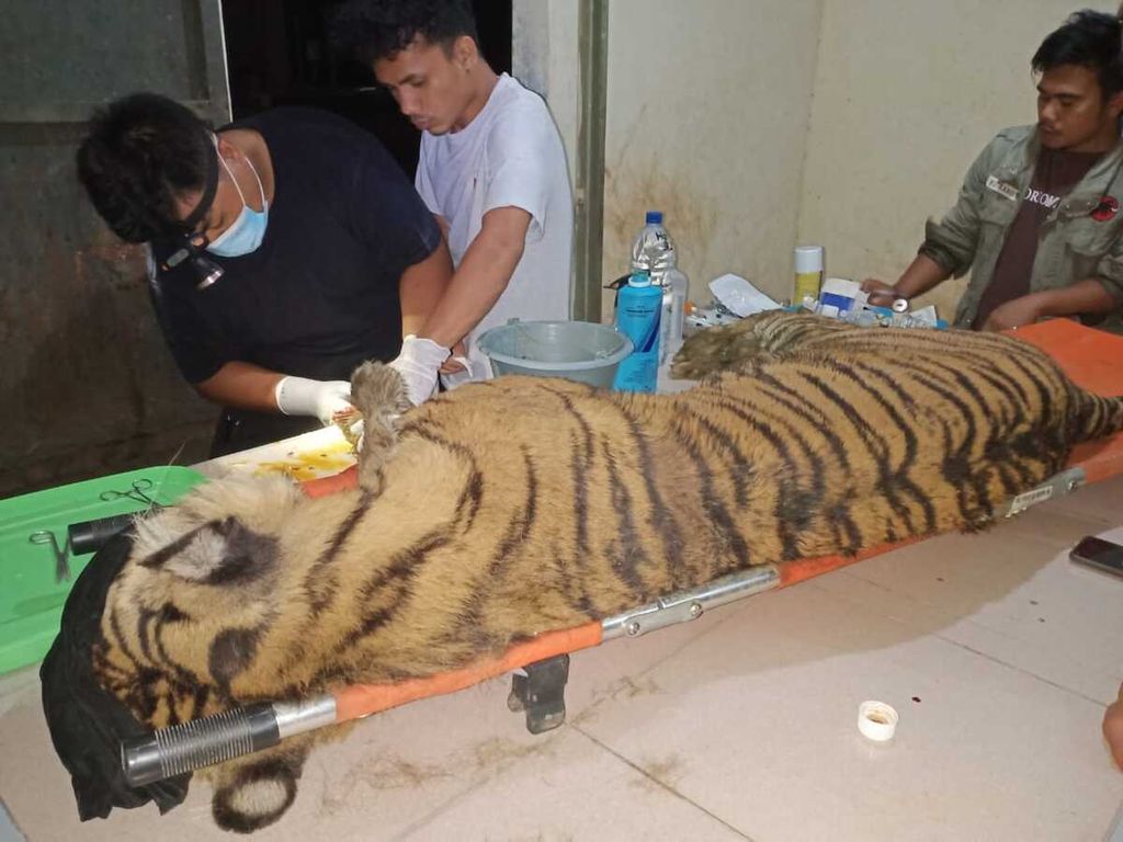 Petugas medis memeriksa harimau sumatera, Dewi Siundul, yang mati karena sakit setelah lebih dari satu tahun dirawat di Suaka Satwa (Sanctuary) Harimau Sumatera Barumun, Kabupaten Padang Lawas Utara, Sumatera Utara, Minggu (19/3/2023). 